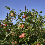 orchards