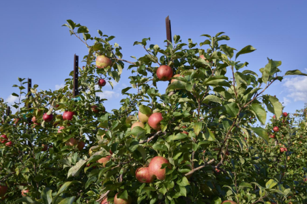 orchards