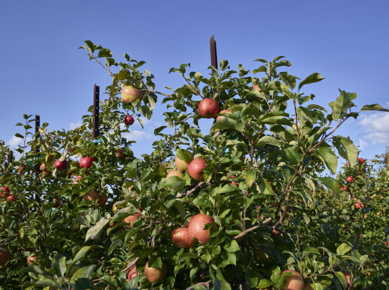 orchards