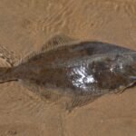 fluke
